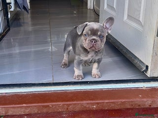 French Bulldog dogs 🤎🐻 Beautiful Quality Baby Dogs 🐻🤎 - Advert 15