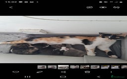 Mixed Breed cats for sale: 🐾 3 Adorable Kittens 2 female 1 male - Image 4