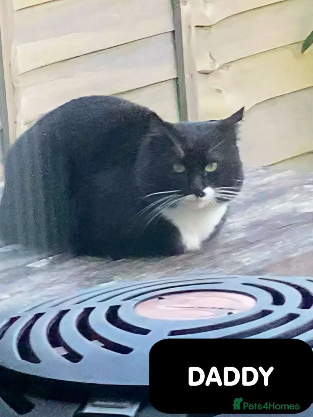 Mixed Breed cats for sale: 2 Black & White Tuxedo & 2 Black Kittens  in Bexhill-on-Sea - Advert 16