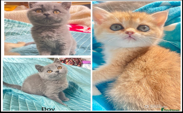 British Shorthair cats - Advert 3