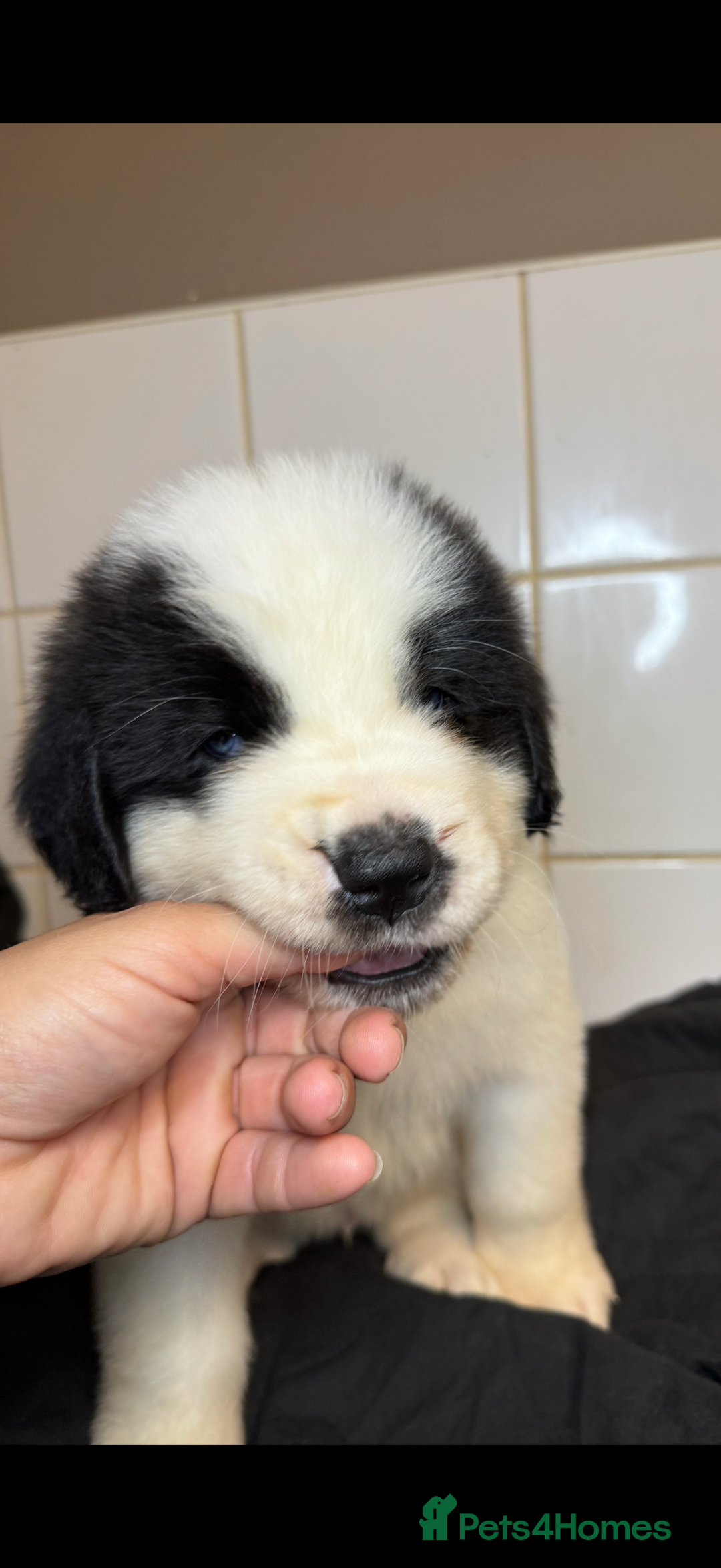 Saint Bernard dogs for sale: Saint Bernard puppies  - Image 21