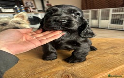 Cocker Spaniel dogs for sale: Show quality pups available  - Image 11