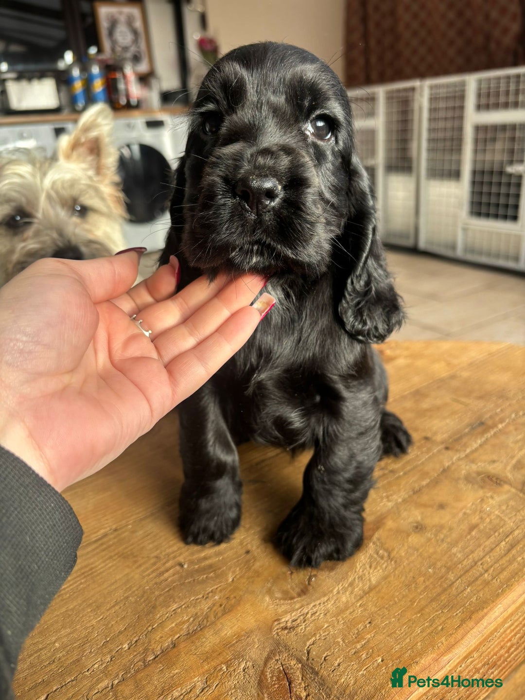 Cocker Spaniel dogs for sale: Show quality pups available  - Image 11