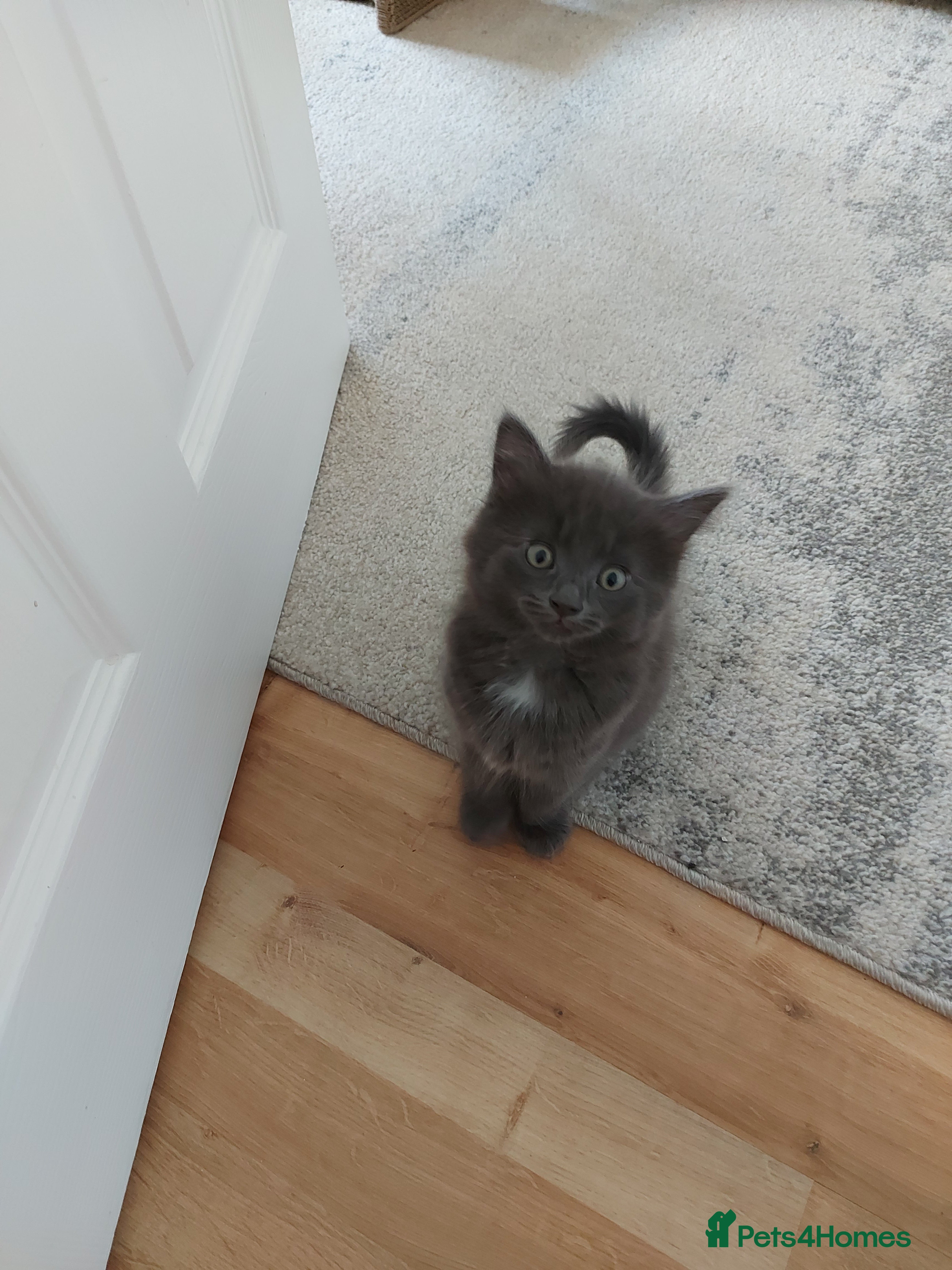 Mixed Breed cats grey fluffy long haired kittens  - Advert 1