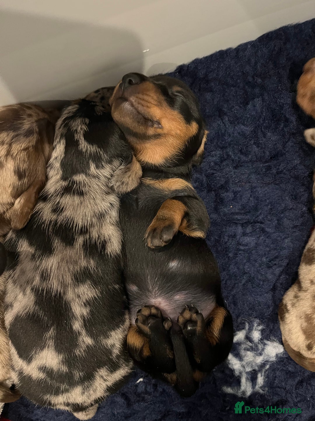 Miniature Dachshund dogs for sale: RARE KC 2 Isabella+tan boys, 1 chocolate and tan  - Advert 10