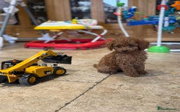 Mixed Breed dogs for sale: Toy poodle for sale! - Image 2