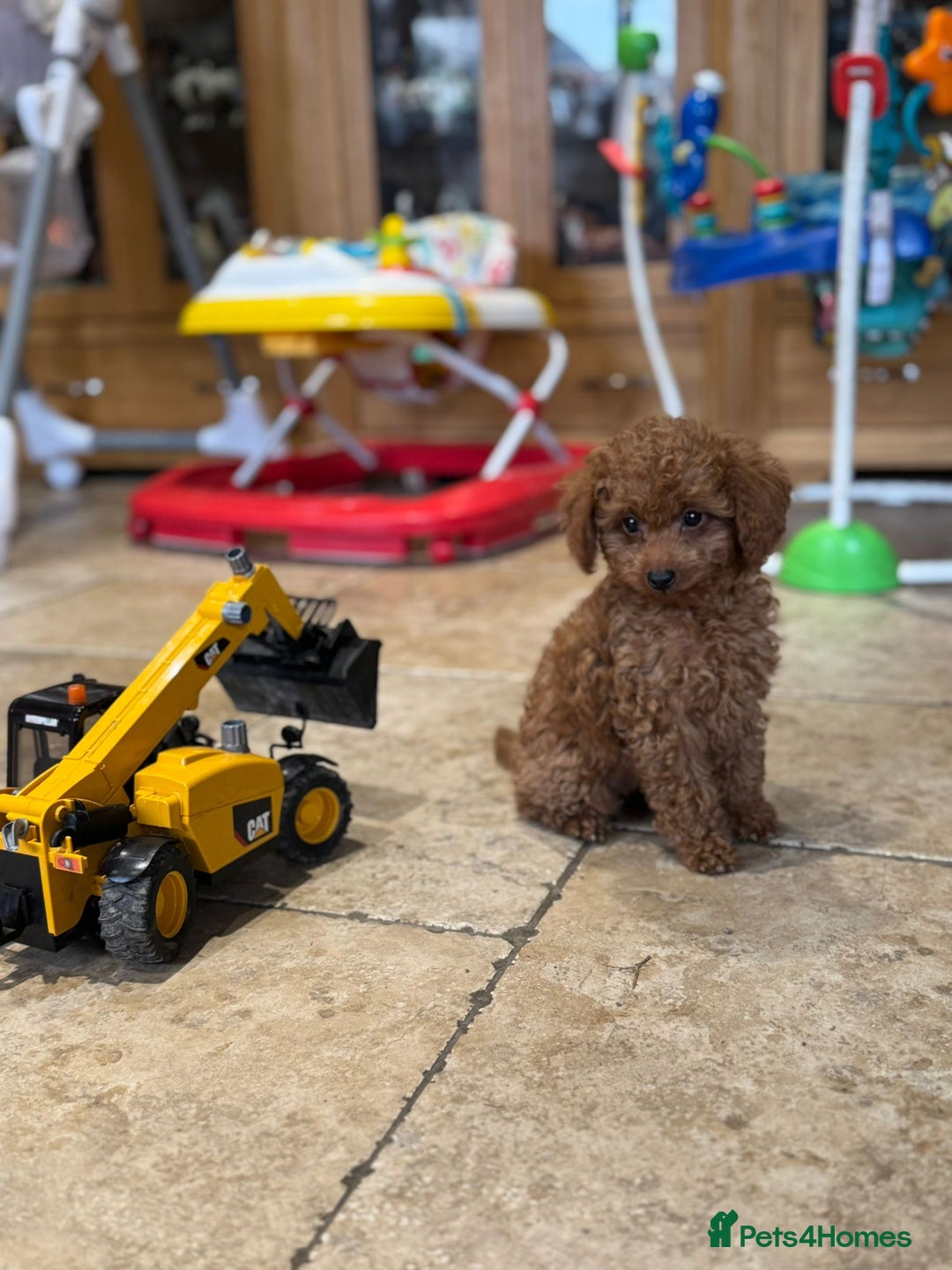 Mixed Breed dogs for sale: Toy poodle for sale! - Image 2
