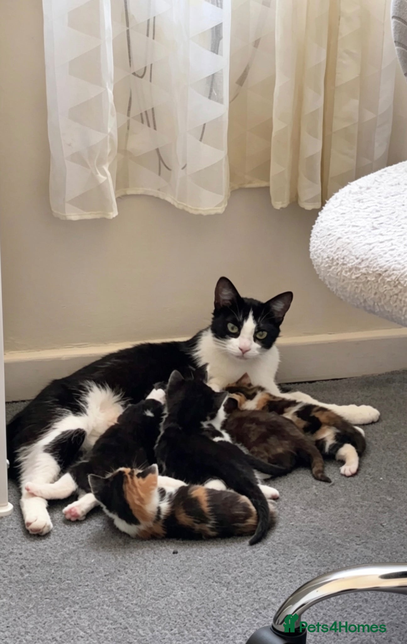 Mixed Breed cats Kittens - Advert 13
