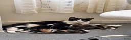 Mixed Breed cats for sale: Kittens - Advert 1