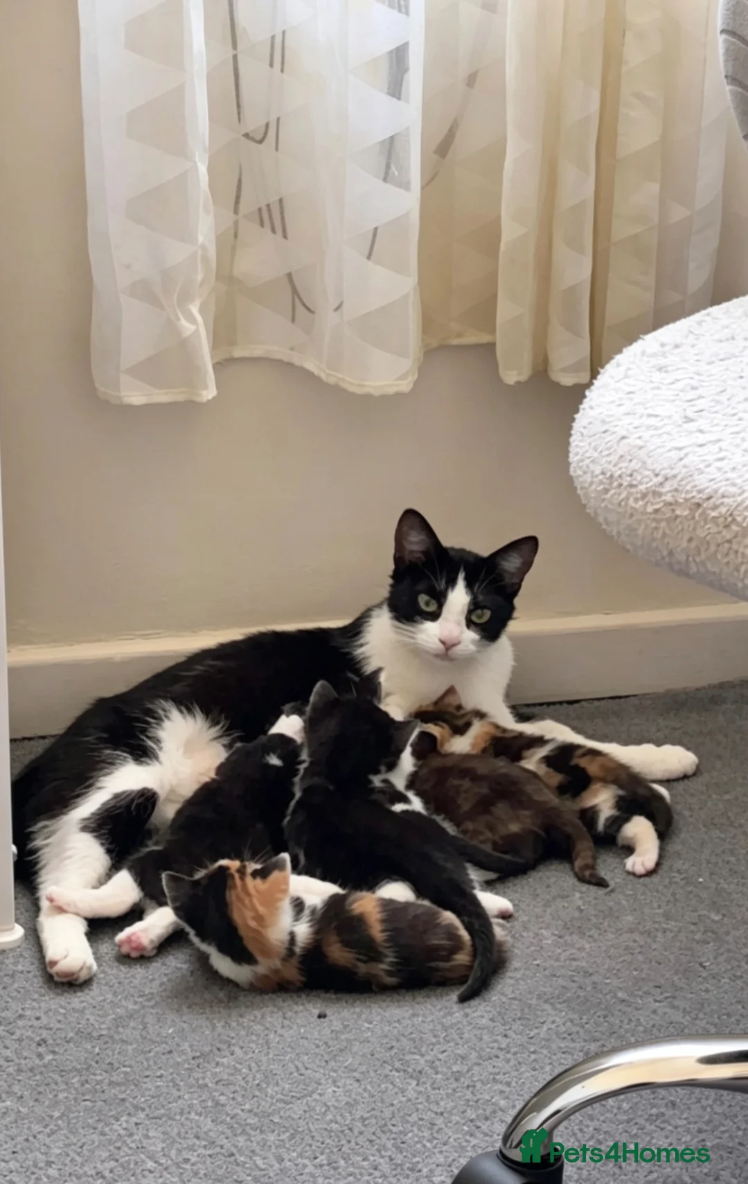 Mixed Breed cats for sale: Kittens - Advert 1