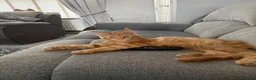 Maine Coon cats for sale: Maine coon kitten - Advert 2