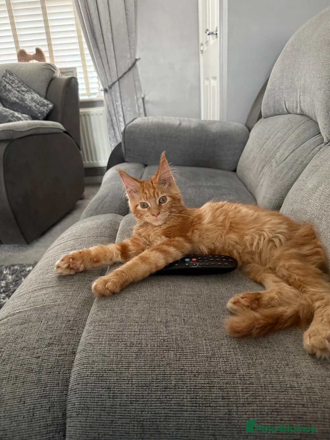 Maine Coon cats for sale: Maine coon kitten - Advert 2