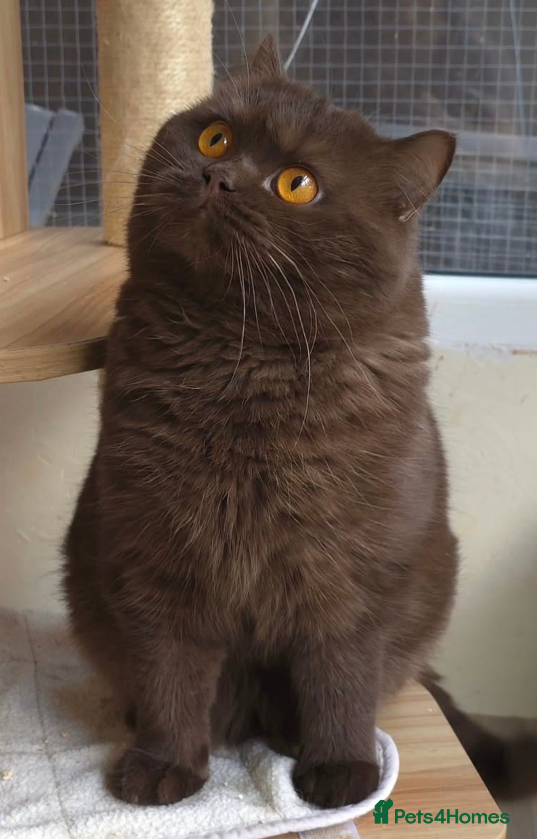 British Shorthair cats for sale: Cinnamon British shorthair kittens - Advert 18