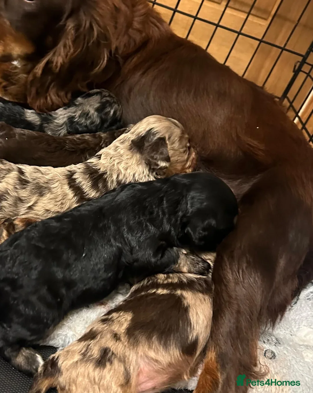 Cockapoo dogs for sale: Stunning litter of cockapoo puppies  - Advert 7