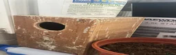 Ringnecks birds for sale: Indian Ringneck Breeding Pair + Complete Setup - Advert 5