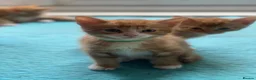 Mixed Breed cats for sale: Ready to go 4 ginger boy 1 tabby girl - Advert 6