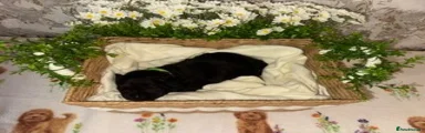 Labrador Retriever 5