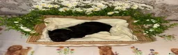 Labrador Retriever dogs for sale: 🖤 KC REGISTERED BLACK LABRADOR PUPPIES 🖤 - Advert 9