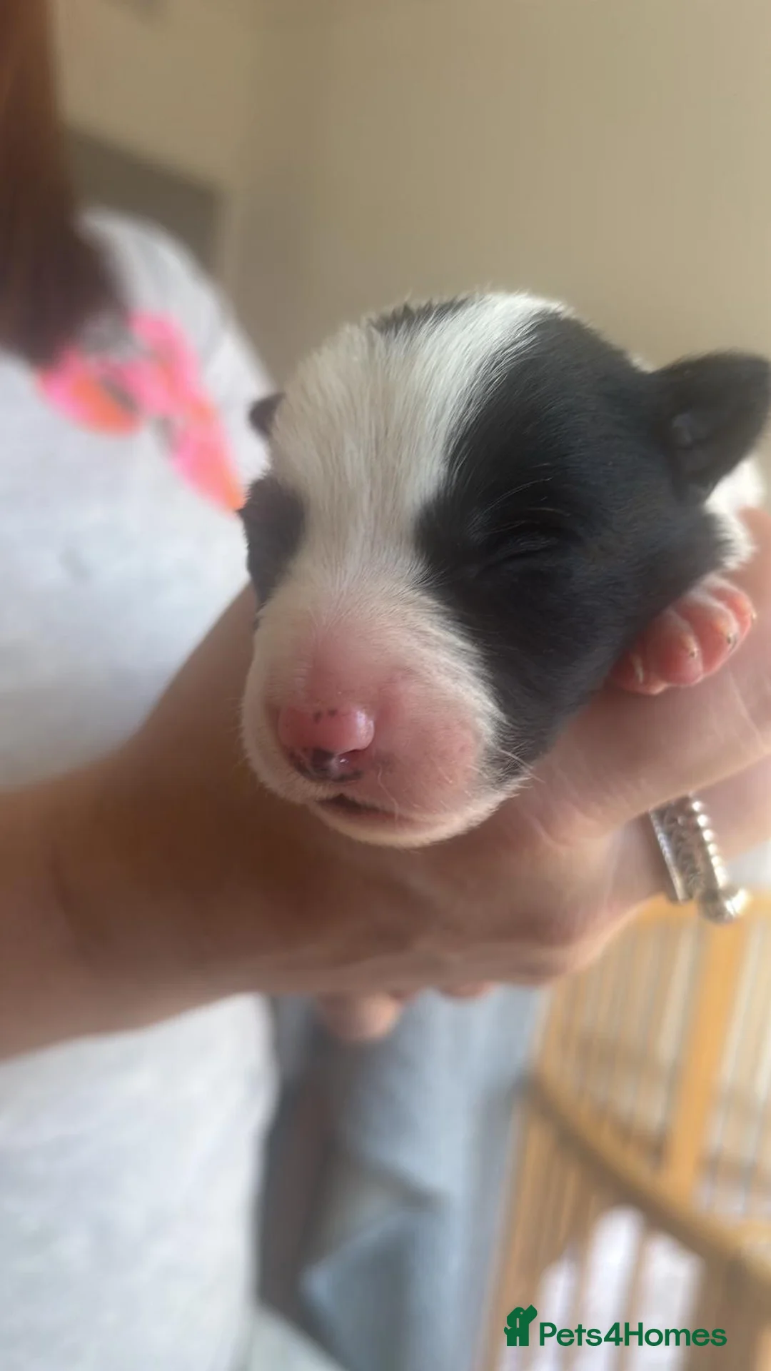 Border Collie dogs for sale: ✨ Last remaining border collie puppy ✨ - Advert 12