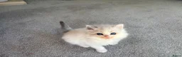 Ragdoll cats for sale: Pedigree Ragdoll babies Ready now - Advert 7