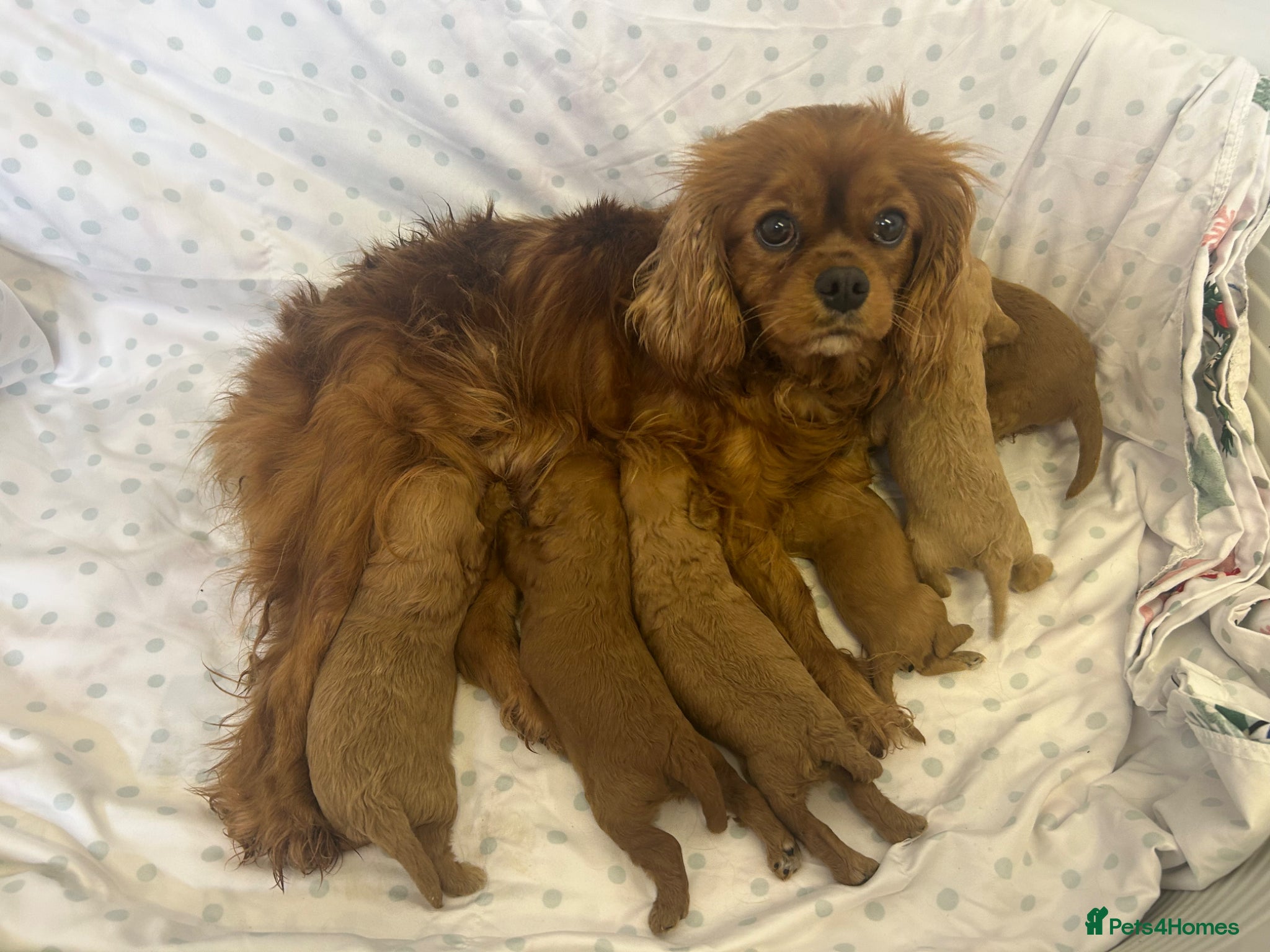 Cavapoo dogs Stunning f1 cavapoos ready now ! - Advert 1