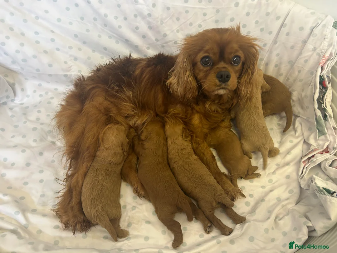 Cavapoo dogs for sale: Stunning f1 cavapoos ready now ! in Coventry - Advert 1