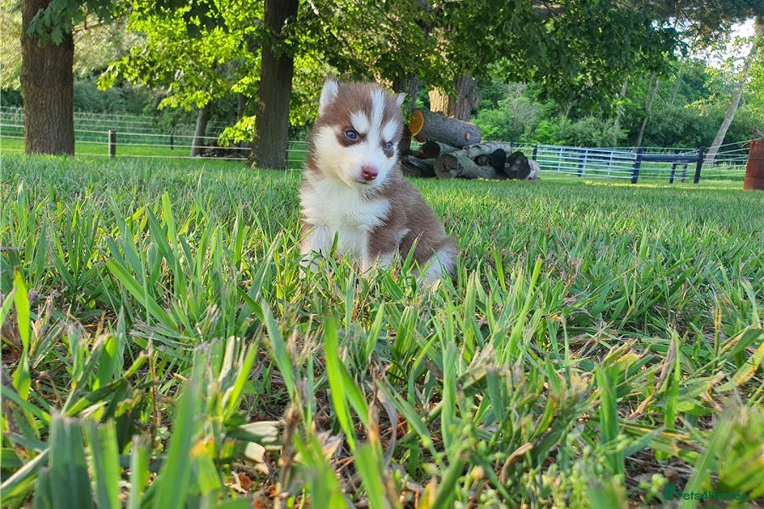 Siberian Husky dogs for sale: Blue Eyes Siberian huskies puppies  - Image 6