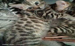 Bengal cats for sale: Best of Bengal - Image 2