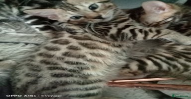 Bengal cats - Advert 4