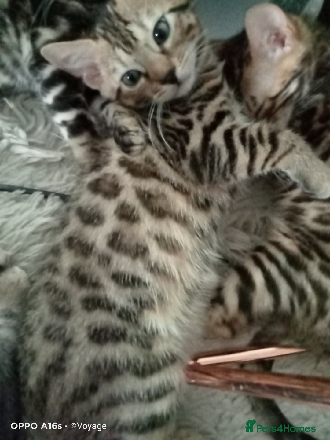 Bengal cats for sale: Best of Bengal - Image 2