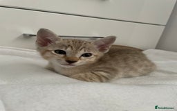Tonkinese cats for sale: GCCF Registered Tonkinese Kittens - Image 17
