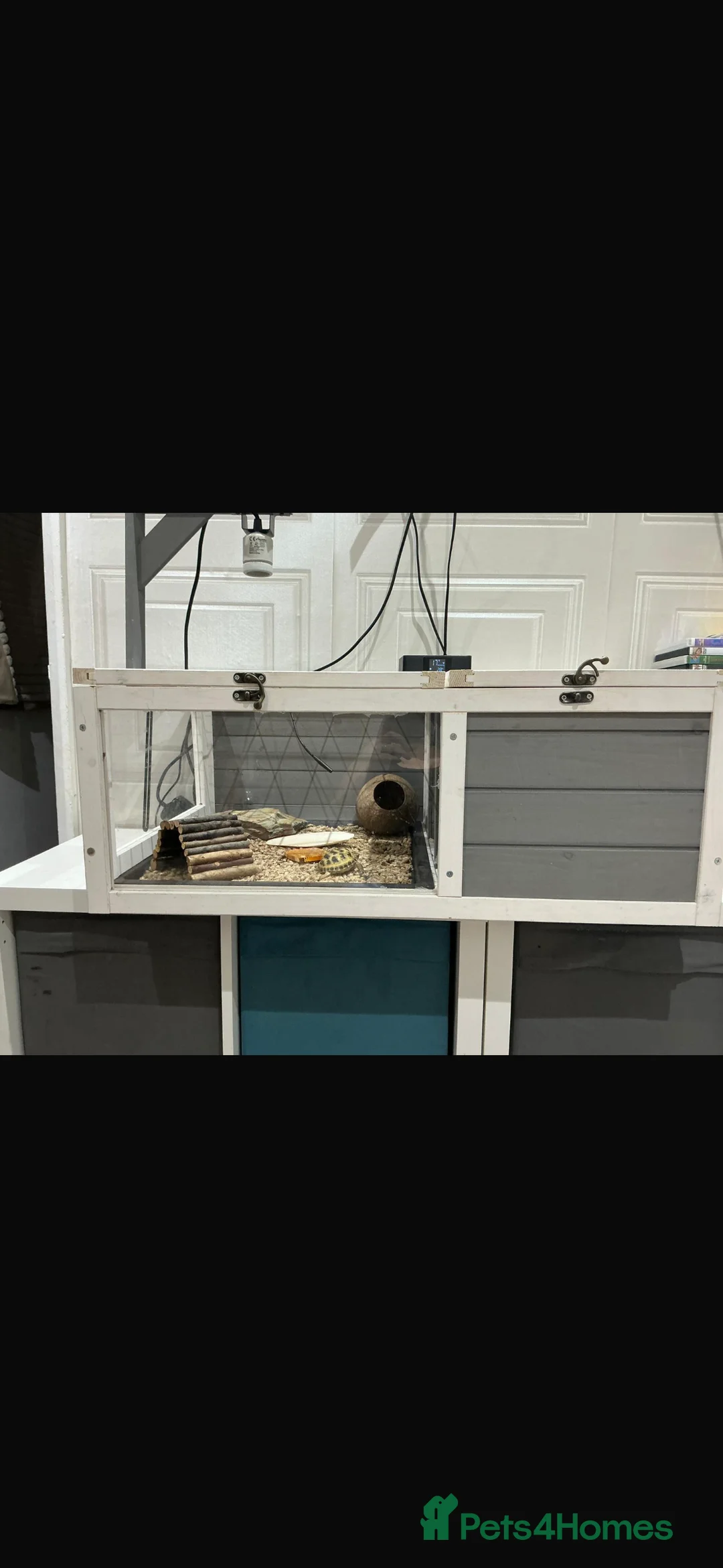 Tortoise reptiles for sale: Horfield tortoise - Advert 7