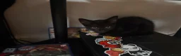 Mixed Breed cats for sale: 4 Kittens for Sale - Advert 6