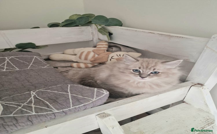 Ragdoll cats - Advert 1
