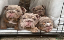 English Bulldog dogs for sale: Pedigree English Bulldog Puppies for sale •KC• - Image 7