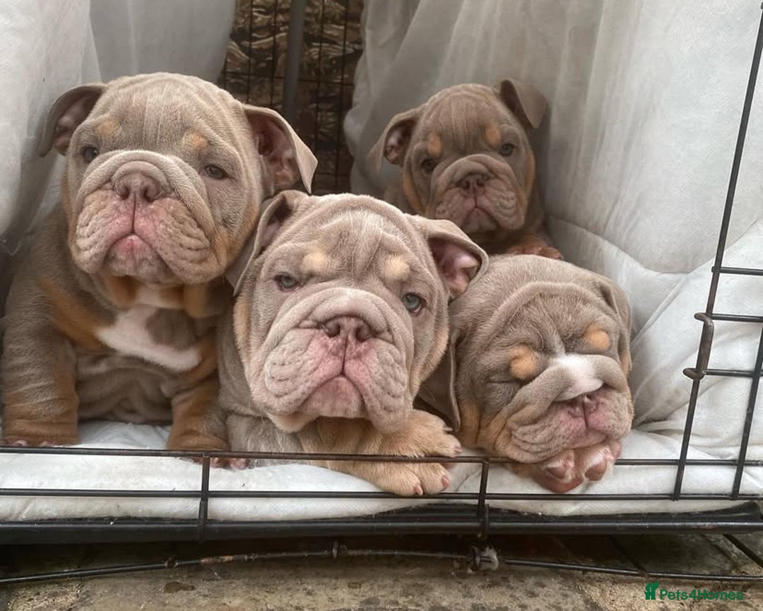 English Bulldog dogs for sale: Pedigree English Bulldog Puppies for sale •KC• - Image 7