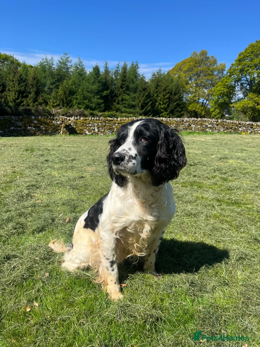 English Springer Spaniel dogs for stud: Springer Spaniel Stud - Advert 1