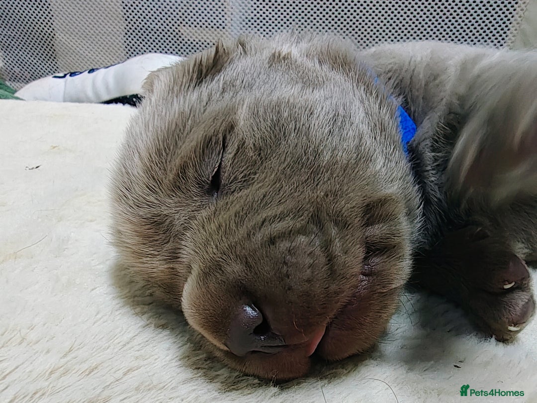 Labrador Retriever dogs for sale: Silver Labrador puppies  - Advert 5