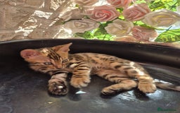 Bengal cats for sale:  🐾Four Beautiful Bengal Kittens🐾 - Image 10