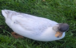 Ducks poultry for sale: Pure call ducks looking for a new pond.  - Image 1