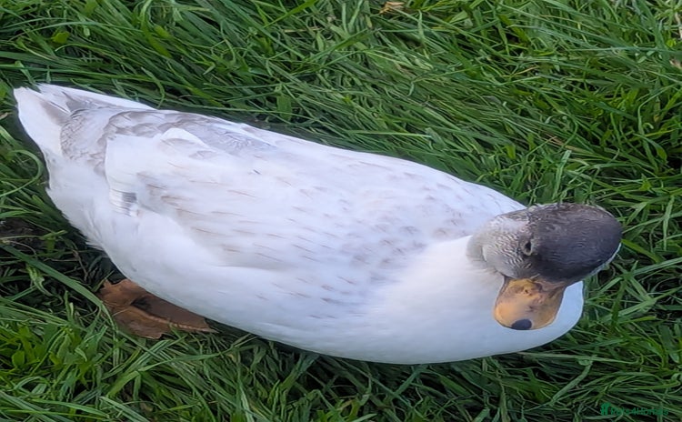 Ducks poultry - Advert 1