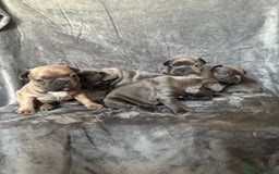 French Bulldog dogs for sale: French bulldogs puppies  - Image 11