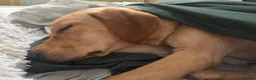 Labrador Retriever dogs for sale: Fox Red Labrador  - Advert 3