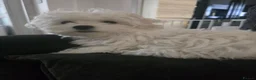 Maltese dogs for sale: Adorable Maltese Puppies for Sale - Advert 4
