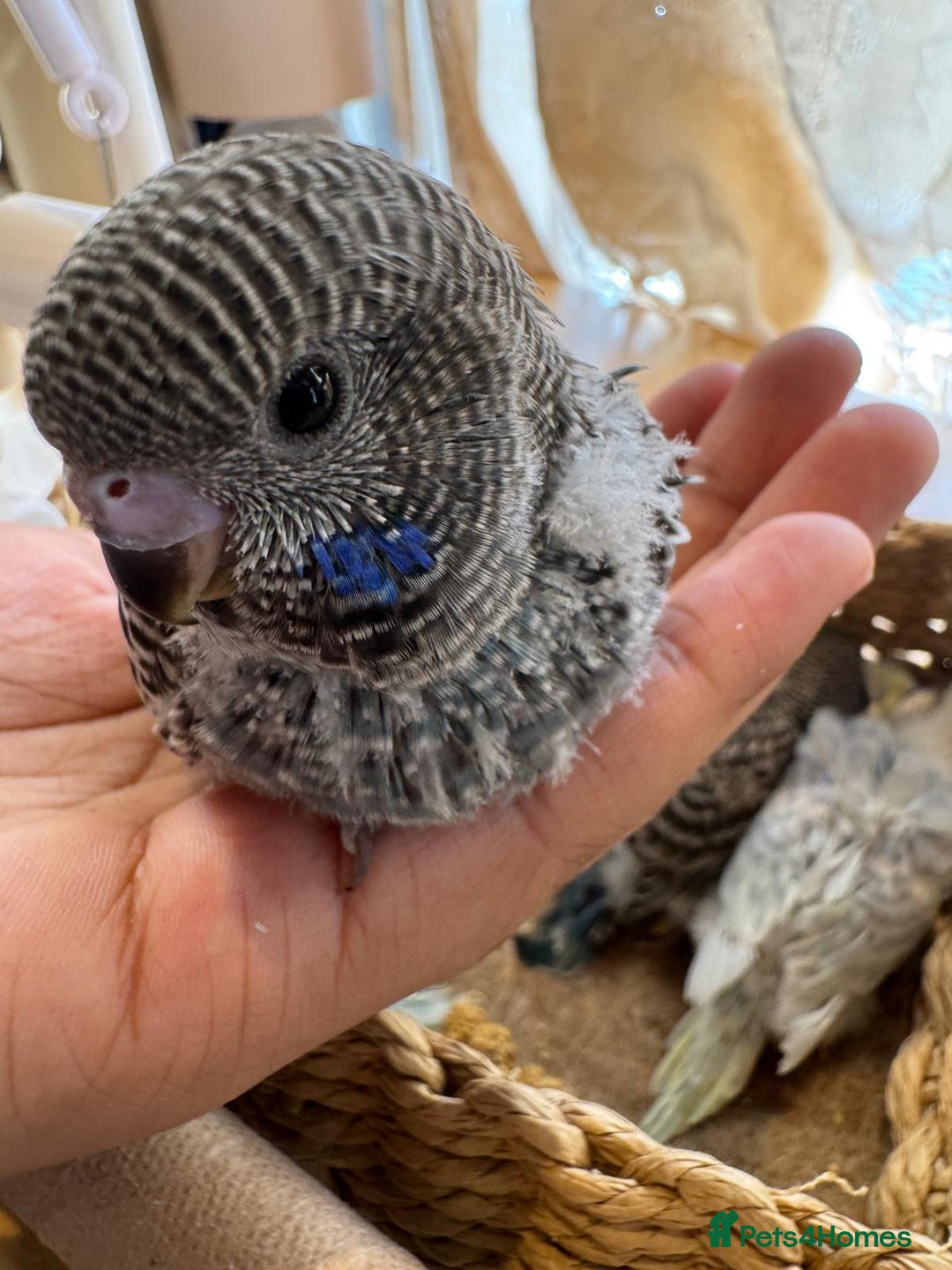 Budgerigars birds for sale: Blackface,blackwing,spilt-helicopter baby budgies  - Advert 10