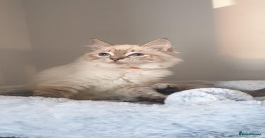 Ragdoll cats - Advert 10