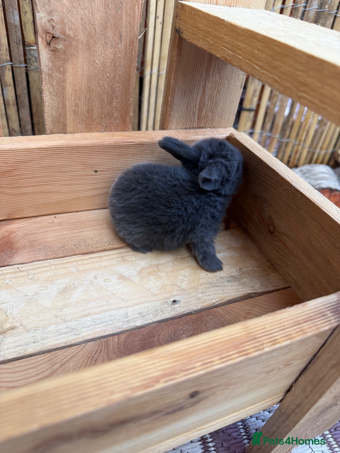 Mini Lop rabbits 6 Mini Lops - Waiting list open - Advert 2