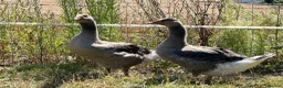 Geese poultry for sale: Sold … - Advert 7