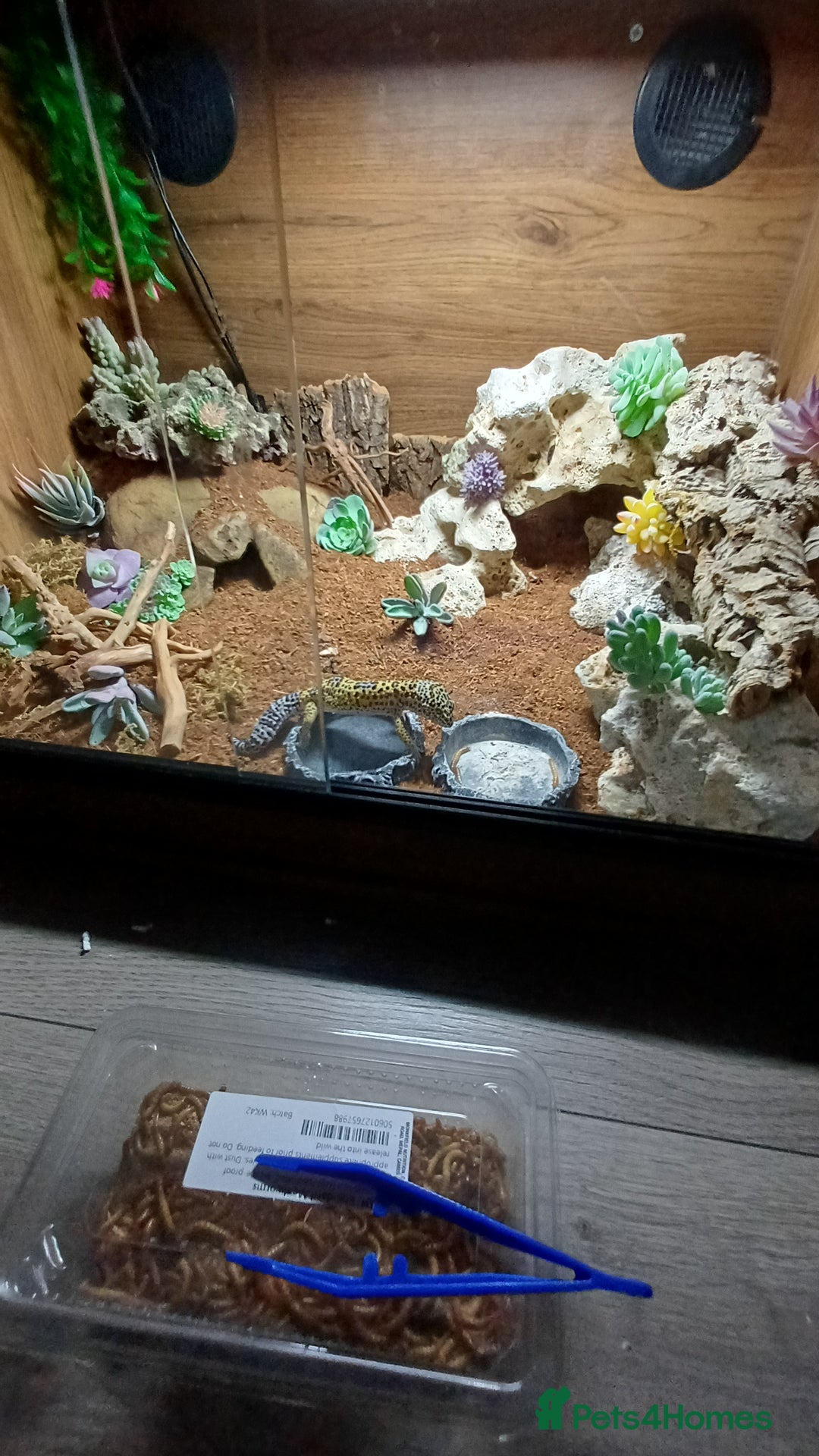 Leopard Gecko reptiles for sale: Leperd geko and set up - Advert 1