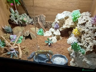 Leopard Gecko reptiles Leperd geko and set up - Advert 1